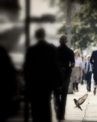Mitty : de nombreux intéressés