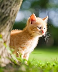 Pourquoi n'y a-t-il jamais de chat à l'Élysée ?