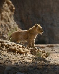 Elton John : le remake du "Roi Lion a été une énorme déception pour moi"