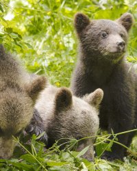 Revue de presse : Les Saisons, un hommage didactique à la forêt pour la critique