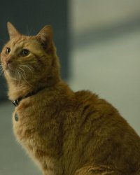 Captain Marvel : l'adorable chat Goose a principalement été conçu numériquement