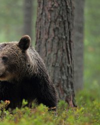 Rémi Gaillard s'indigne des conditions de vie de Kiwi, l'une des stars de L'Ours