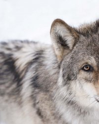 Les Saisons : rencontre avec Jacques Perrin et Jacques Cluzaud