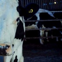Cow - Extrait 1 - VO - (2021)