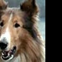 Lassie - bande annonce - VF - (2006)