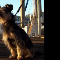 Gabe : Un amour de chien - bande annonce - VO - (2012)