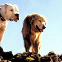 L'Incroyable Voyage - bande annonce - VO - (1992)