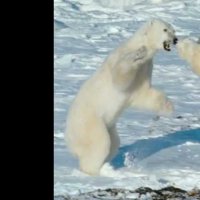 Arctique - Bande annonce 1 - VO - (2012)