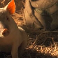Babe, le cochon devenu berger - Bande annonce 2 - VO - (1995)
