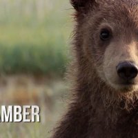 Grizzly - bande annonce 2 - VF - (2014)