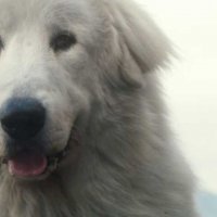 Belle et Sébastien : L'aventure continue - bande annonce 2 - (2015)