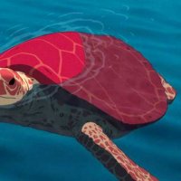 La Tortue rouge - bande annonce - VF - (2016)