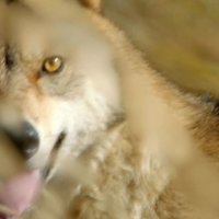 Le Dernier Loup - teaser - VF - (2015)
