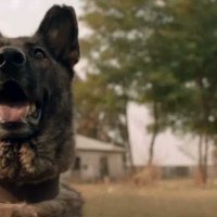 Dogs - bande annonce - VOST - (2016)