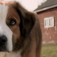 Mes vies de chien - bande annonce - VOST - (2017)