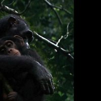 Chimpanzés - bande annonce - VF - (2013)