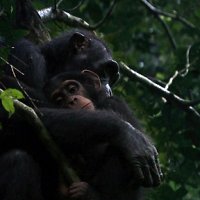 Chimpanzés - bande annonce - VF - (2013)