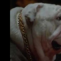 Un Chien dans la mafia - bande annonce - VO - (2010)