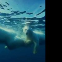 Arctique - Teaser 2 - VF - (2012)