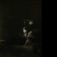 Chat noir, chat blanc - Bande annonce 1 - VF - (1998)