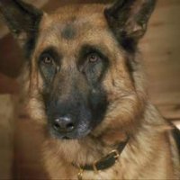 Comme chiens et chats - La Revanche de Kitty Galore - bande annonce - VF - (2010)