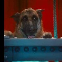 Comme chiens et chats - La Revanche de Kitty Galore - Extrait 11 - VO - (2010)