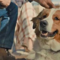 Mes autres vies de chien - Bande annonce 1 - VO - (2019)