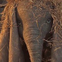 Dumbo - Bande annonce 2 - VF - (2019)