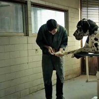 Dogman - Bande annonce 1 - VO - (2018)