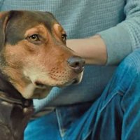 L'Incroyable aventure de Bella - Extrait 5 - VF - (2018)