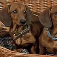 4 Bassets pour un danois - Teaser 1 - VO - (1966)