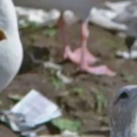 Jonathan Livingston le goéland - Teaser 1 - VO - (1975)
