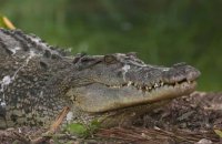 Australie: du risque d'extinction au "paradis" des crocodiles