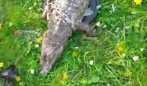 Un pêcheur découvre un cadavre de crocodile dans le canal de Roubaix