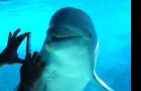 Il communique avec des dauphins en grattant un peigne !