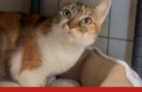 #adopteunanimal - Pépette, chatte de 4 ans, est à adopter à l'APA du Puy-de-Dôme