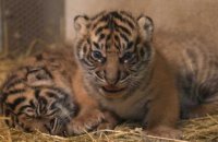 Deux tigres de Sumatra, espèce en danger, naissent en captivité à Amiens