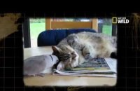 Des chats bien nourris