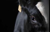 Le scandale des vaches à hublot