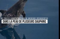 Les dauphins qui vivent dans la Manche ont une peau et une graisse pleines de polluants