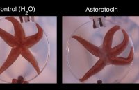 Effet de l'ocytocine sur l'étoile de mer