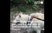 Cani-rando avec Sled dog ride
