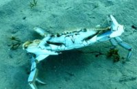 Crabe bleu, chronique d'une invasion