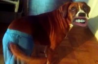WOOF - Des chiens avec une bouche humaine !