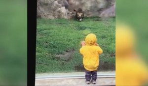 Japon: moment de panique pour cet enfant au zoo de Chiba