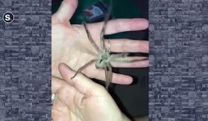 Il joue avec son araignée géante... Animal terrifiant