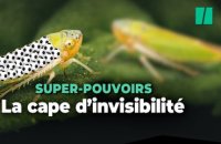 Cet insecte à une véritable cape d’invisibilité faite de minuscules ballons de football