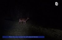 Reportage - Pleins feux pour compter les cerfs dans le Vercors