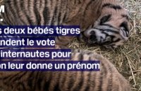 Ces deux bébés tigres attendent le vote des internautes pour qu'on leur donne un prénom