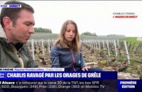 "On a jamais vu ça": cette viticultrice du Chablis, se désole après les violents orages de grêle qui ont frappé son vignoble